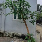 Thi công tiểu cảnh cây giả tại công trình nhà anh Thanh – Lê Trọng Tấn, Hà Đông